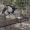 Zoologico Gallita De Las Rocas at Av. Castilla near Malecon 28 de Junio (87)