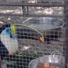 Zoologico Gallita De Las Rocas at Av. Castilla near Malecon 28 de Junio (90)
