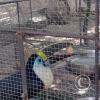 Zoologico Gallita De Las Rocas at Av. Castilla near Malecon 28 de Junio (96)