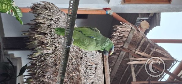 Green Parrot