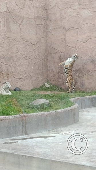 IMG_20230219_164304338
