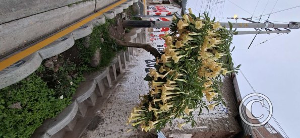 Angel’s Trumpet (Brugmansia) tree