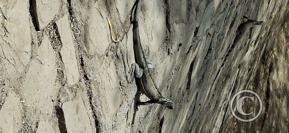 Parque Las Iguanas (5)