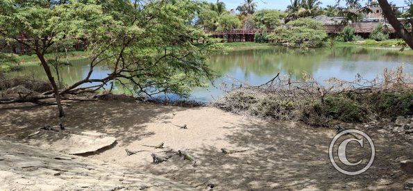 Parque Las Iguanas (7)