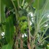Bananas or platanos, I don't know which