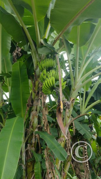 Bananas or platanos, I don't know which