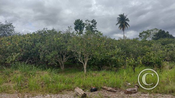 Orange orchard outside of town on unnamed road