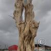 Paseo de los Guardianes de la historia de Moquegua-Av. Simon Bolivar near Ovalo Mariscal Domingo Nieto (7)