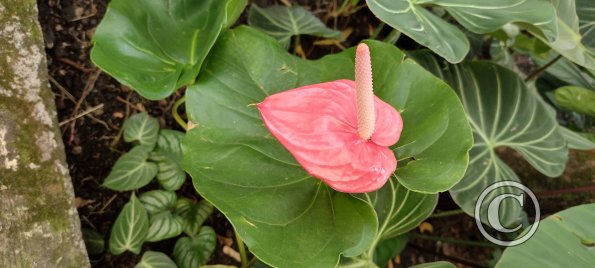 IMG_20250719_144015584_HDR