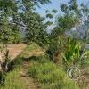 Along the Rio Huallaga (3)