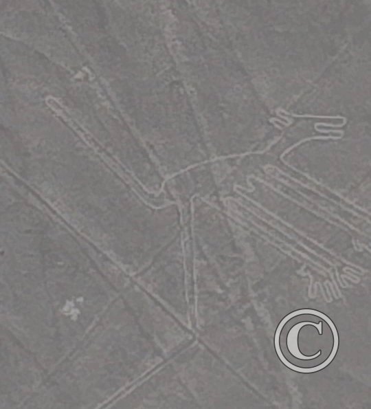 dog-nasca-lines