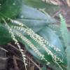 Hospedaje Refugio de Orquideas (12)