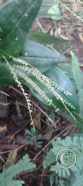 Hospedaje Refugio de Orquideas (12)