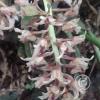 Hospedaje Refugio de Orquideas (13)