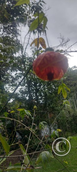 Hospedaje Refugio de Orquideas (2)