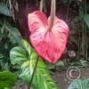 Hospedaje Refugio de Orquideas (6)