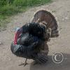 Turkeys - near the stadium (2)