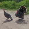 Turkeys - near the stadium