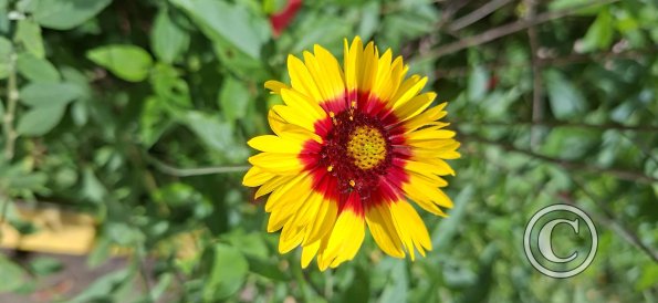 flower (2)