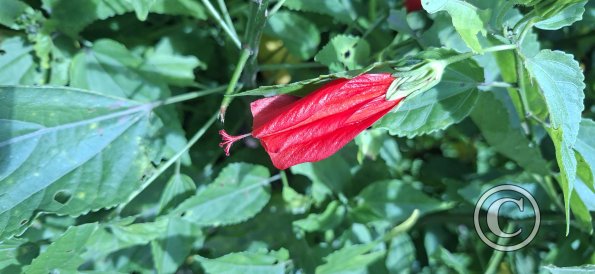 flower (3)