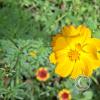 flower (4)