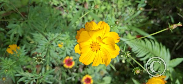 flower (4)