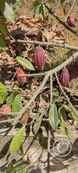 IMG_20250628_113921363_HDR
