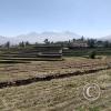 The Andenes (Terraces) archiological area still actively farmed (3)