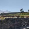 The Andenes (Terraces) archiological area still actively farmed (6)
