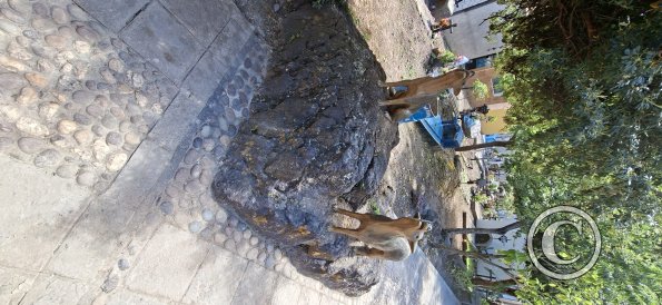 Cemetary (2)