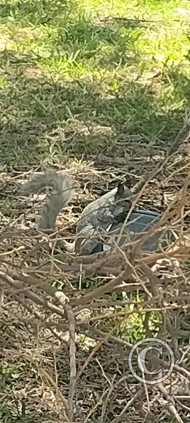 Parque Los Geranios at Los Cedros and Gardenias and Ceibos, squirrel