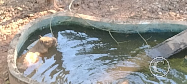 Parque Natural-Zoologico (19)