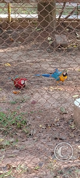 Parque Natural-Zoologico (30)