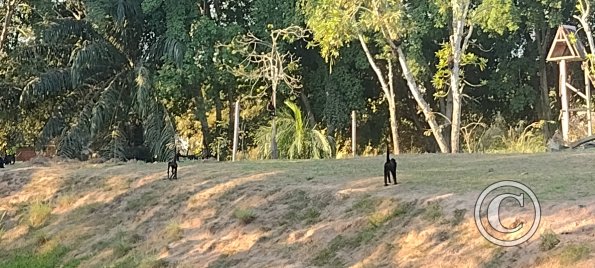 Parque Natural-Zoologico (38)