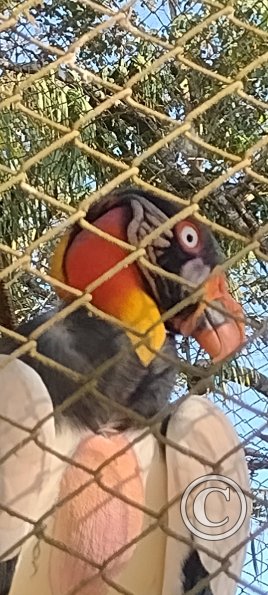Parque Natural-Zoologico (6)