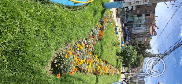 Linear park in the median of Av Floral (2)