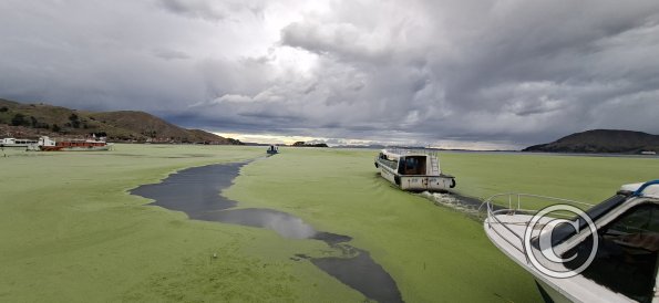 The bay of Puno has lots of algae (2)