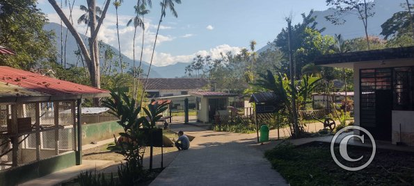 Forest Reserve of UNAS (12)