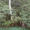 Forest Reserve of UNAS (13)