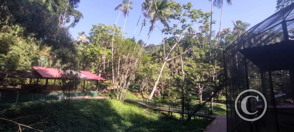 Forest Reserve of UNAS (18)