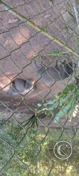 Forest Reserve of UNAS (19)