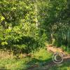 Forest Reserve of UNAS (2)