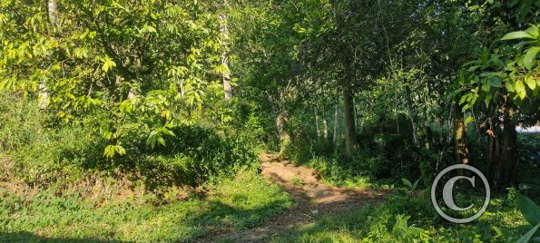Forest Reserve of UNAS (2)