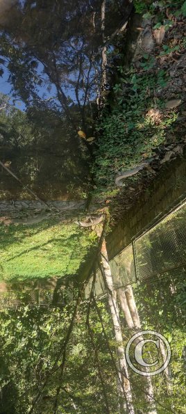 Forest Reserve of UNAS (26)