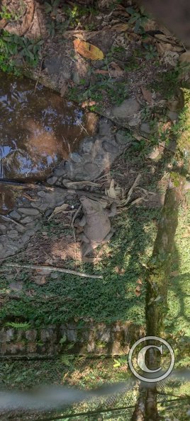Forest Reserve of UNAS (27)