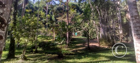 Forest Reserve of UNAS (32)