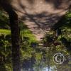 Forest Reserve of UNAS (33)
