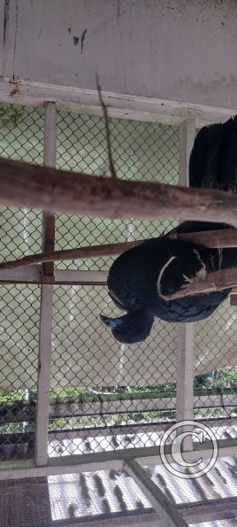 Forest Reserve of UNAS (43)