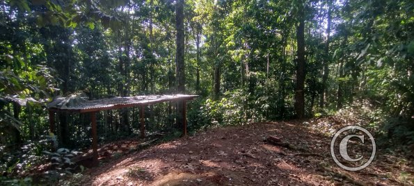 Forest Reserve of UNAS (5)