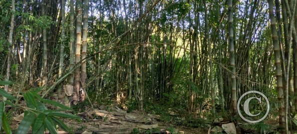 Forest Reserve of UNAS (8)